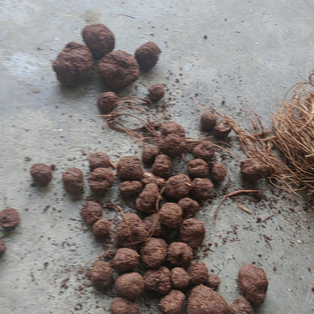 2025云南野生鲜松露，无娘果，猪拱菌