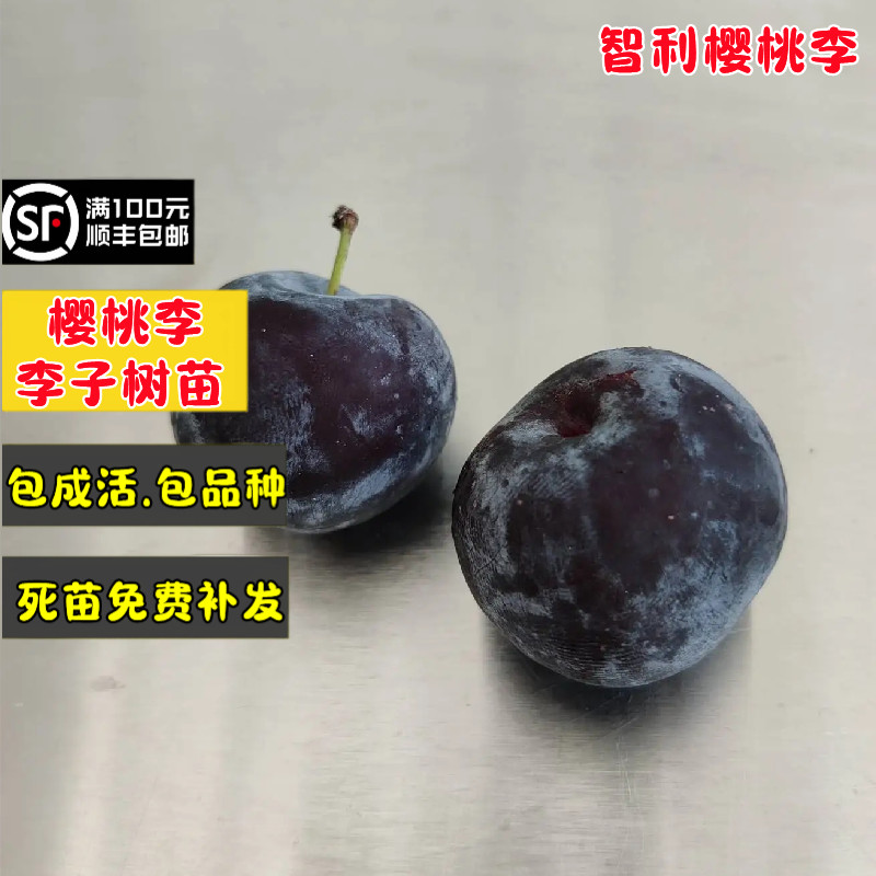 智利樱桃李树苗南方北方种植黄肉李子果苗盆栽地栽果树苗当年结果