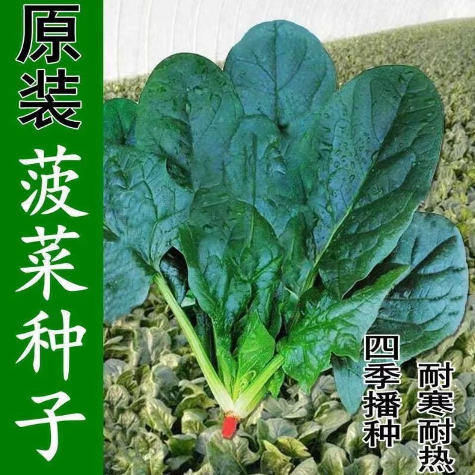 越冬大叶菠菜四季红根大叶盆栽小院耐寒蔬菜秋天蔬菜种子种子