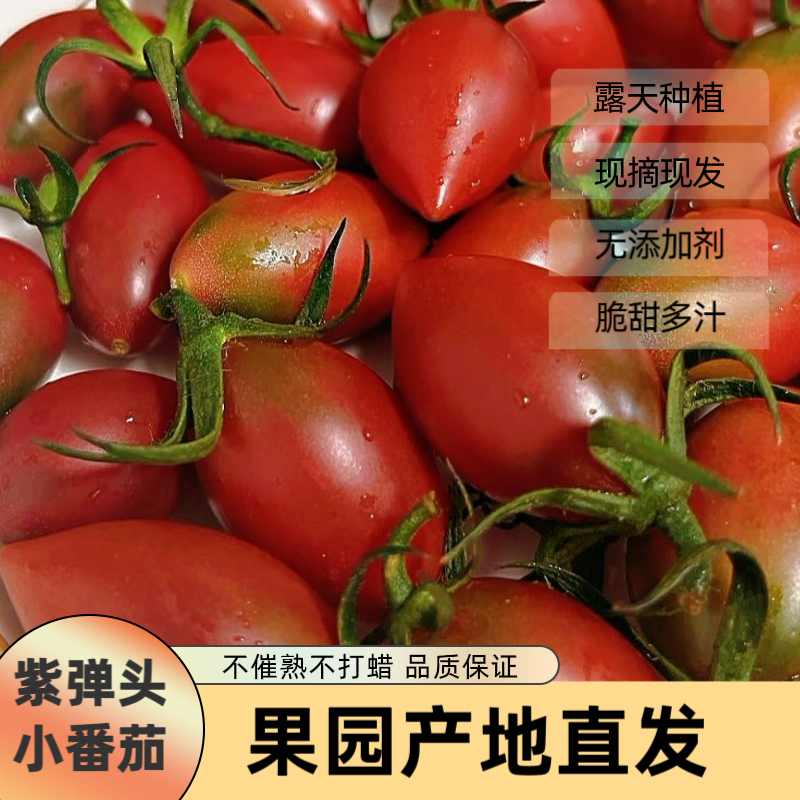 福建正宗紫弹头迷彩小番茄新鲜圣女果番茄当季水果现摘孕妇水果
