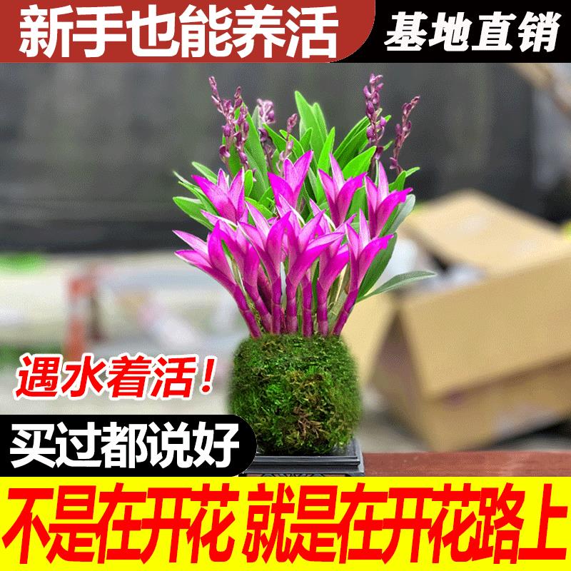 七彩香水石斛水培花卉兰花四季开花桌面办公卧室盆栽客厅浓香型