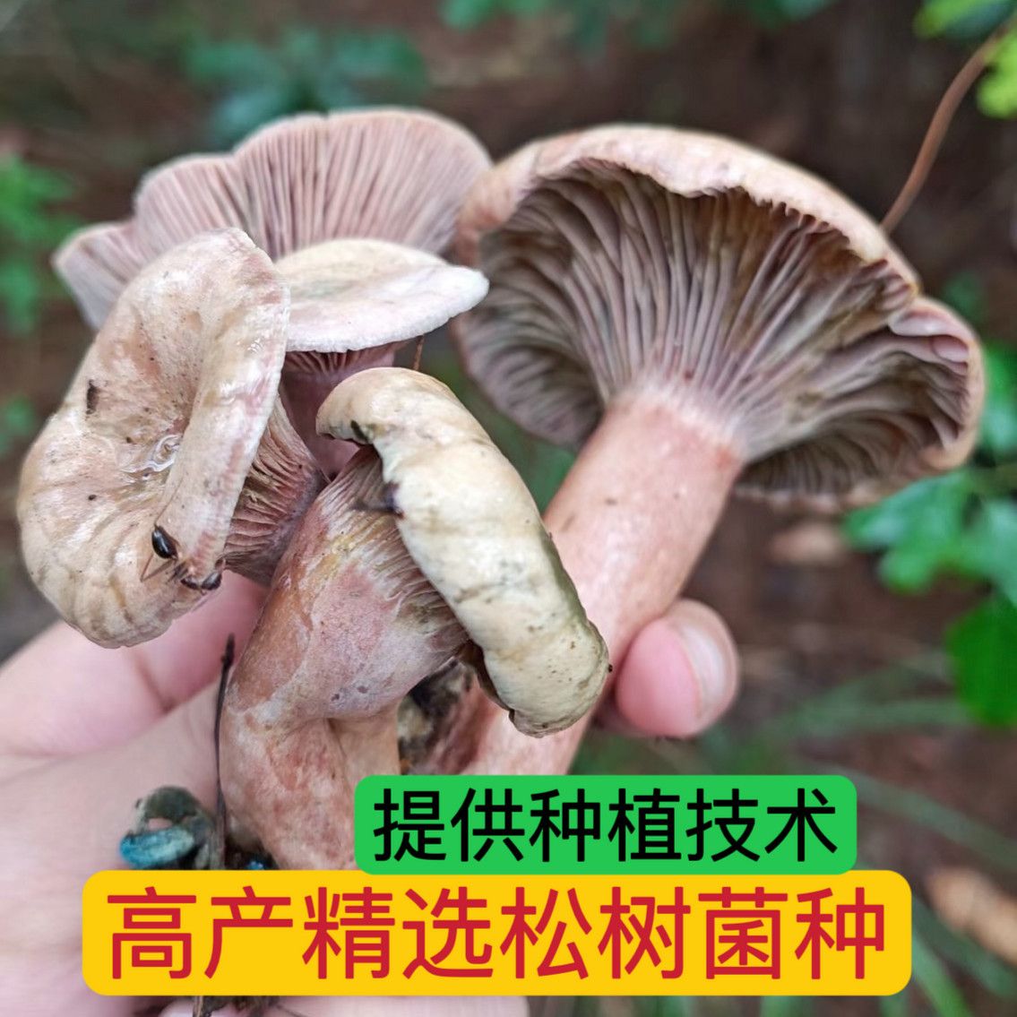 野生优质乌枞菌黄枞菌菌种菌包居家培植野生枞树菌黄碟菌菌种家种