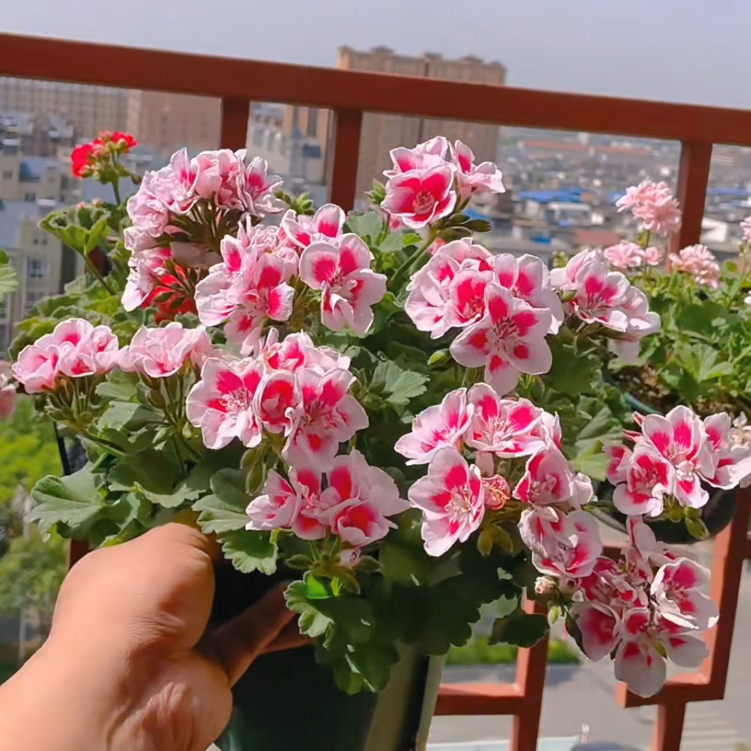 【白飞溅】直立天竺葵大花球四季开花中苗带花低于零下二度拍保温