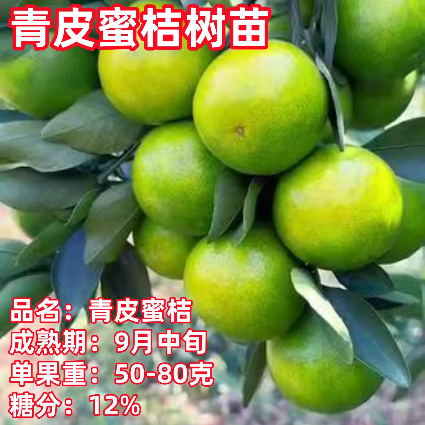 蜜橘树苗青皮蜜桔苗庭院地栽橘子树苗阳台盆栽橘子果树苗现挖现发
