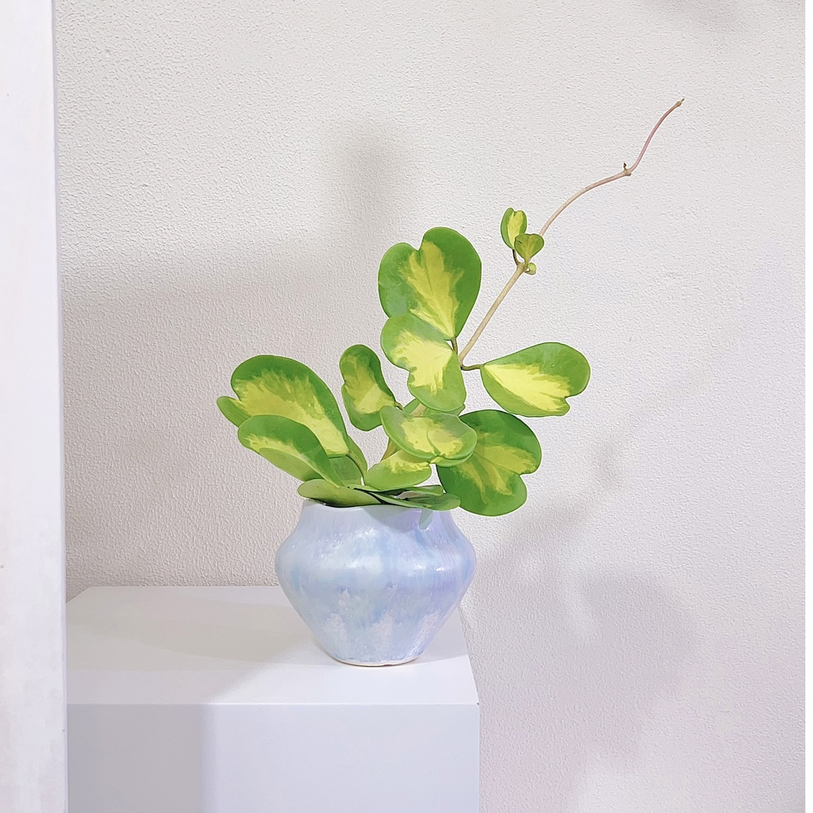 心叶球兰锦皇后藤蔓植物开花盆栽室内阳台飘窗窗户绿植耐旱好打理