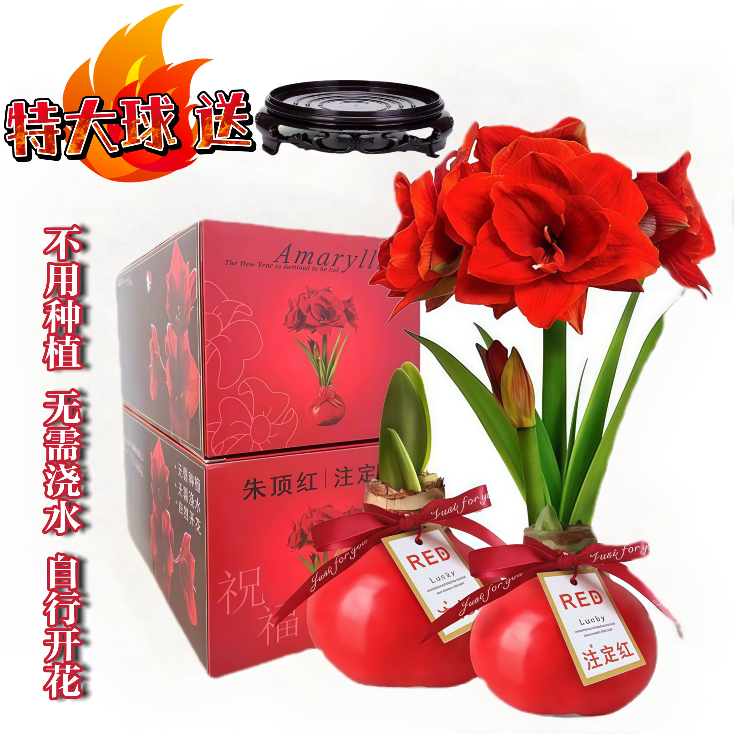 30-32厘米蜡封朱顶红种球节庆佳礼注定红包花活特大蜡球种球包开