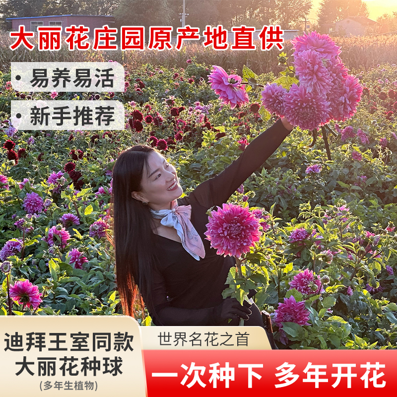 重瓣大丽花特大巨型大花型天竺牡丹盆栽地栽基地直供花根对版进口