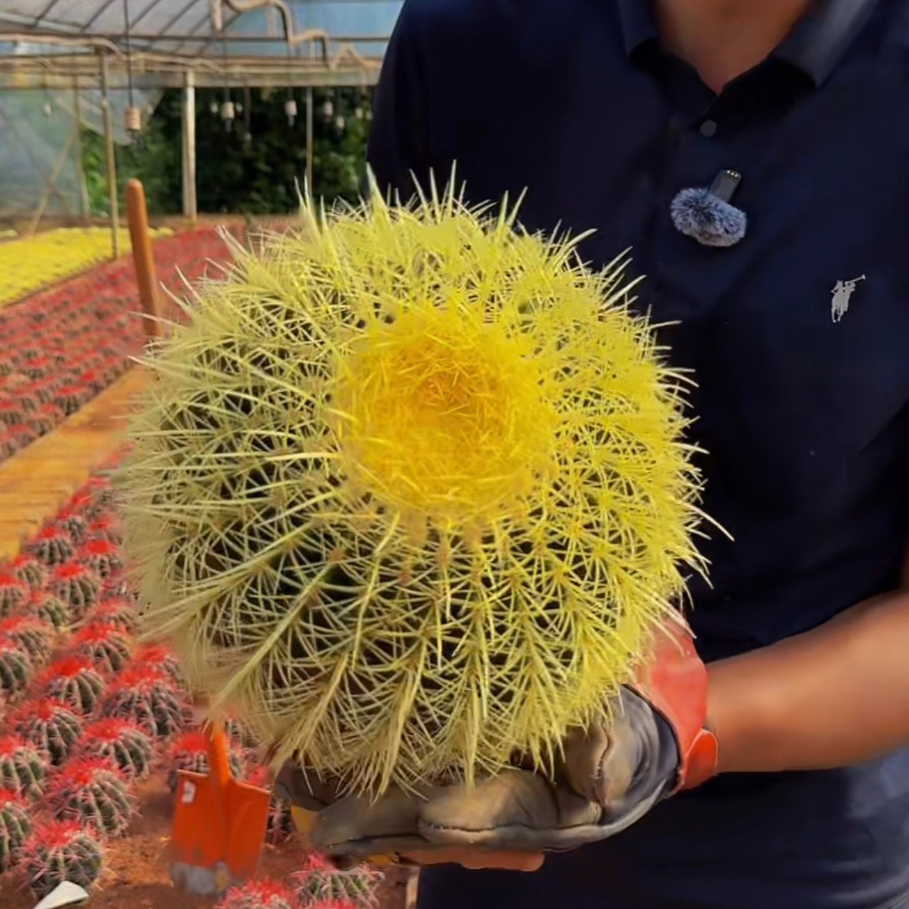 密刺金虎  体验款   带刺冠幅15-17cm   15.8￥     仙人掌科