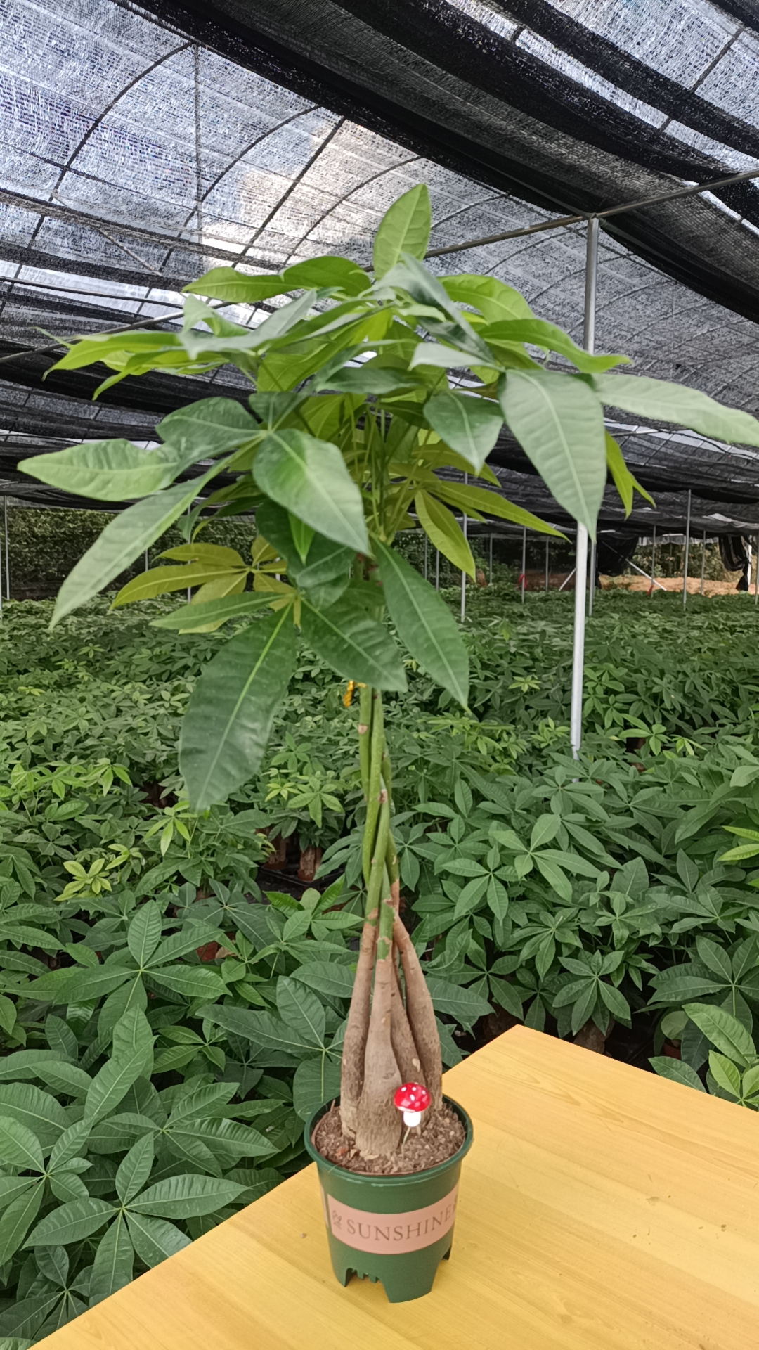 五辫发财树（带叶）盆栽室内外桌面四季常青易活招财绿植招财树