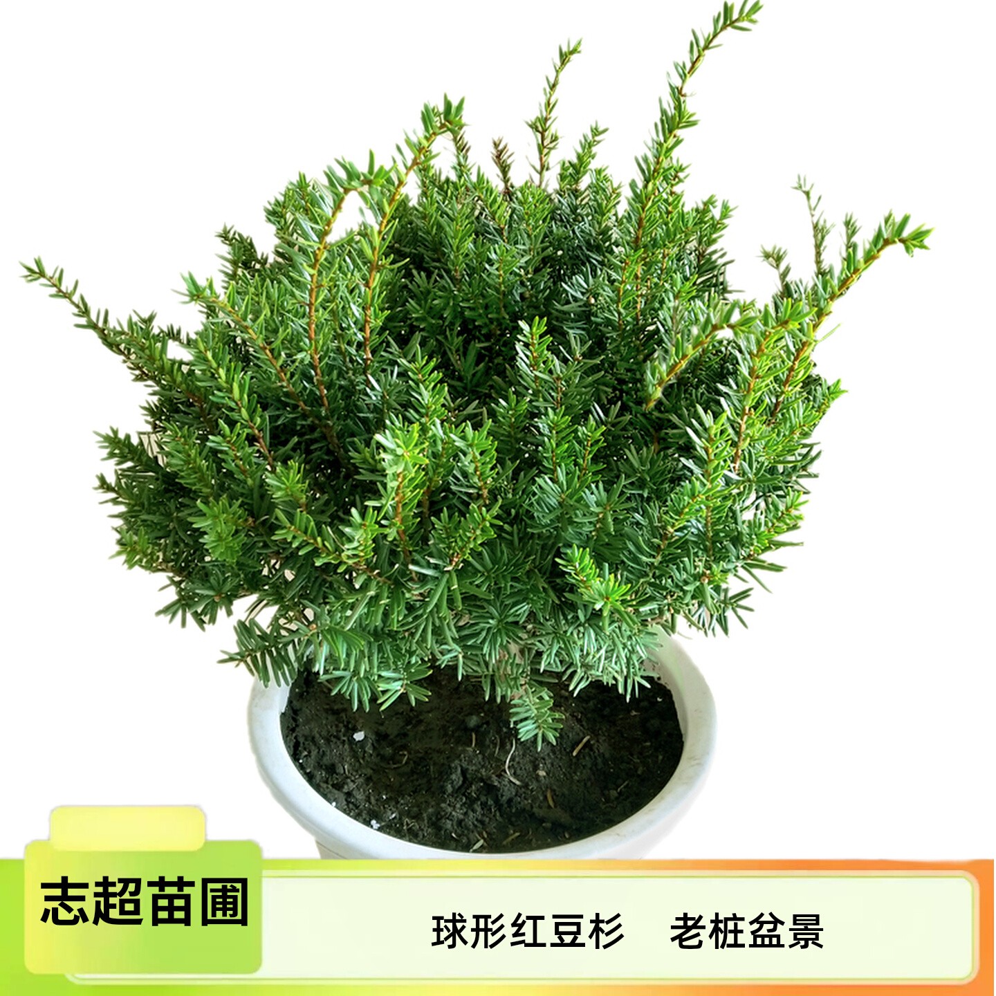 志超苗圃东北红豆杉树苗盆景地栽盆栽正宗绿化植物客厅室内北方15