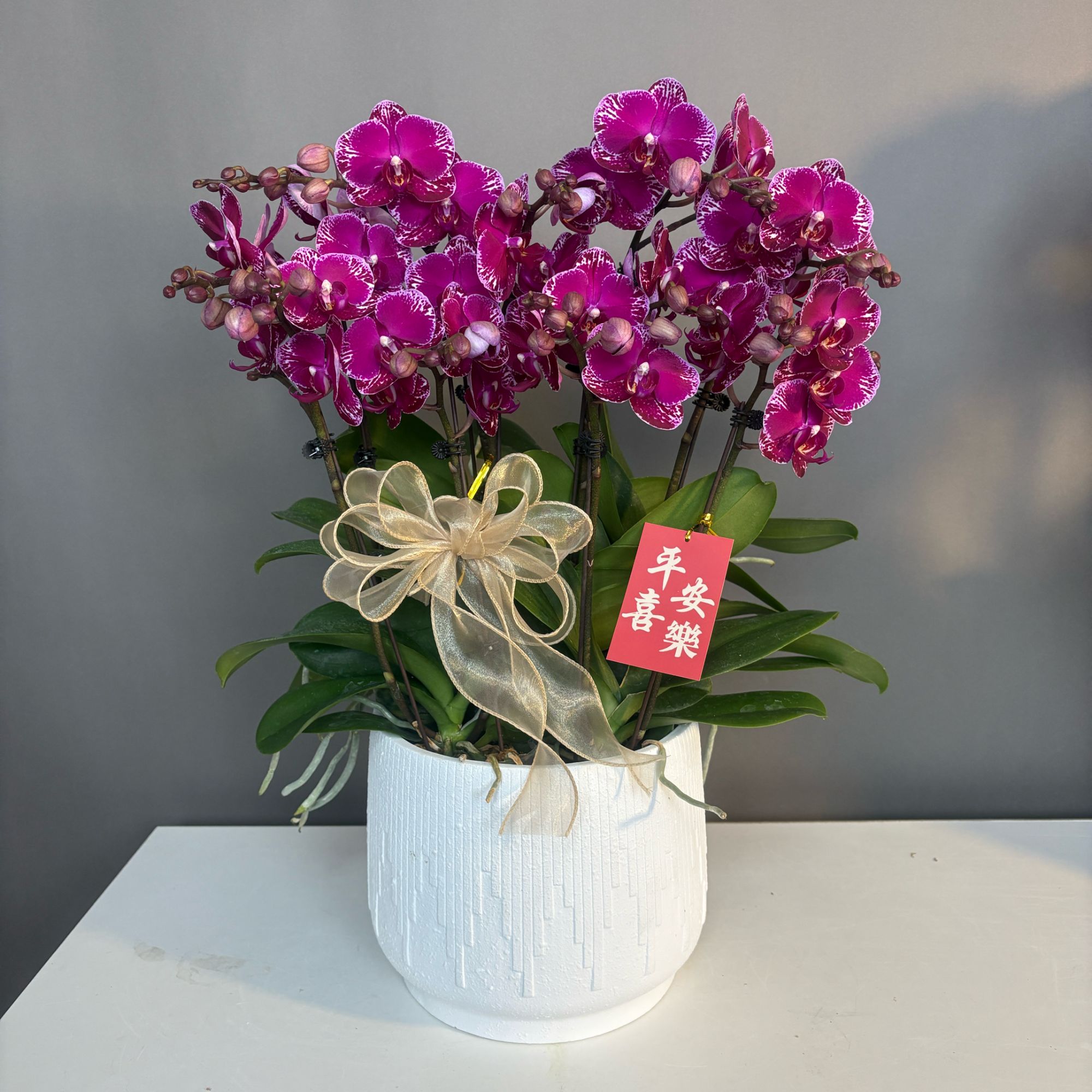 紫红色【朱雀】蝴蝶兰花苗优质叶片碧绿带花剑花苞室内好养活花卉