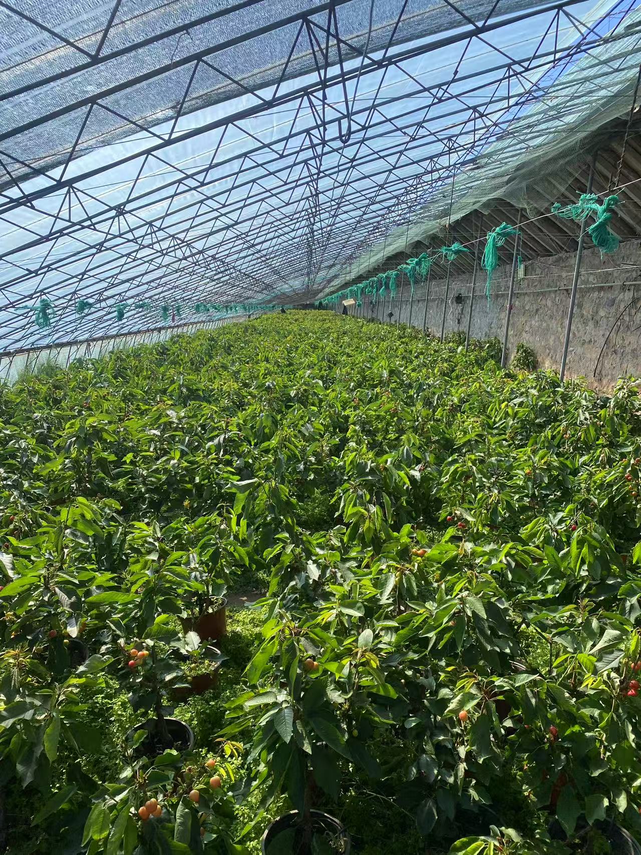 花园植物盆栽黑抮珠