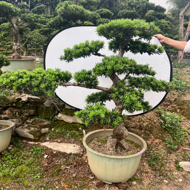 罗汉松盆景造型树迎客松真树植物室内盆栽桌面绿植好罗汉松庭院树