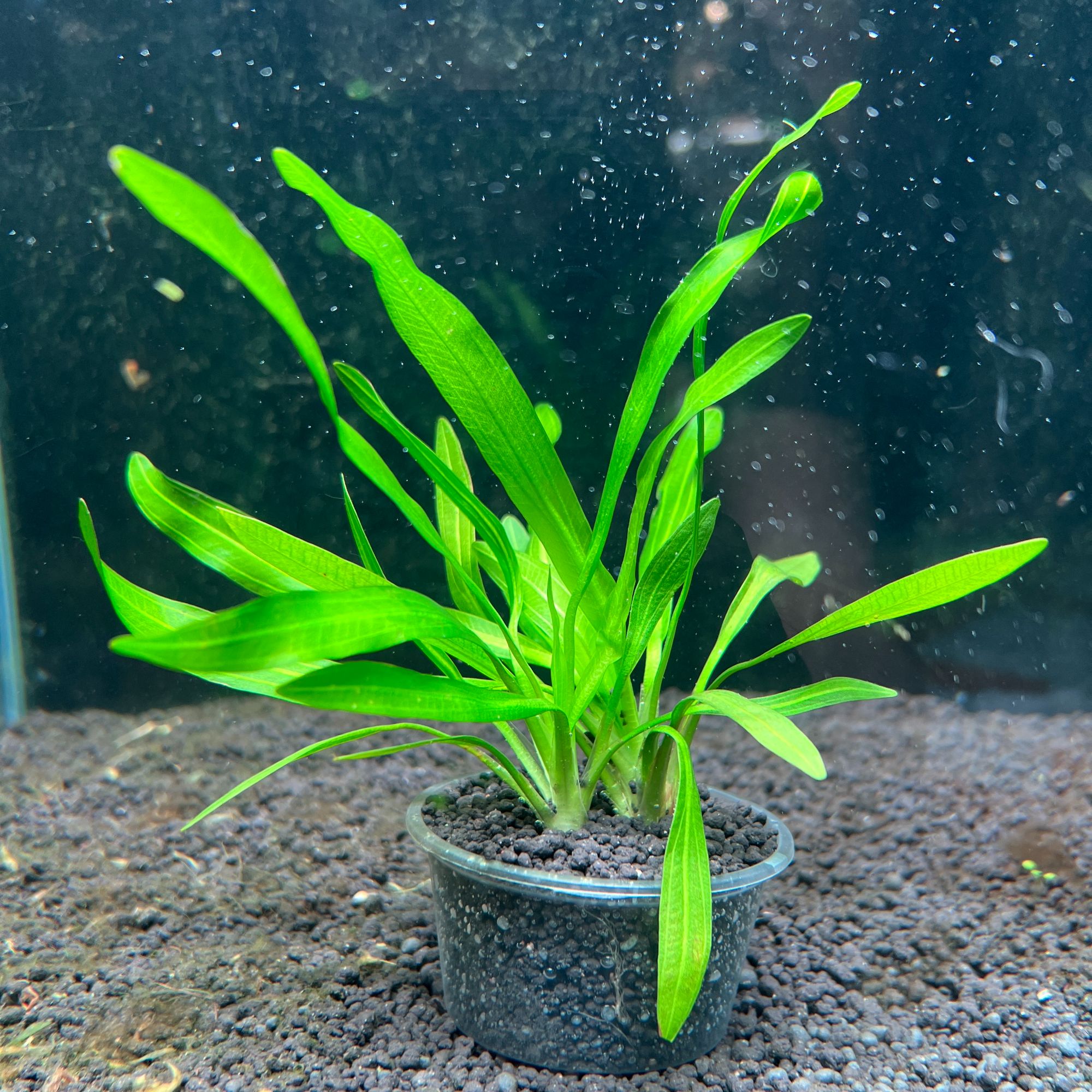 迷你绿九冠水草活体新手水草无需二氧化碳增氧直接入鱼缸