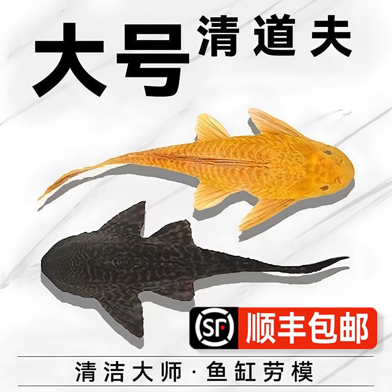 清洁鱼缸清道夫热带鱼吃垃圾除藻粪便工具鱼清洁工活体观赏鱼除藻