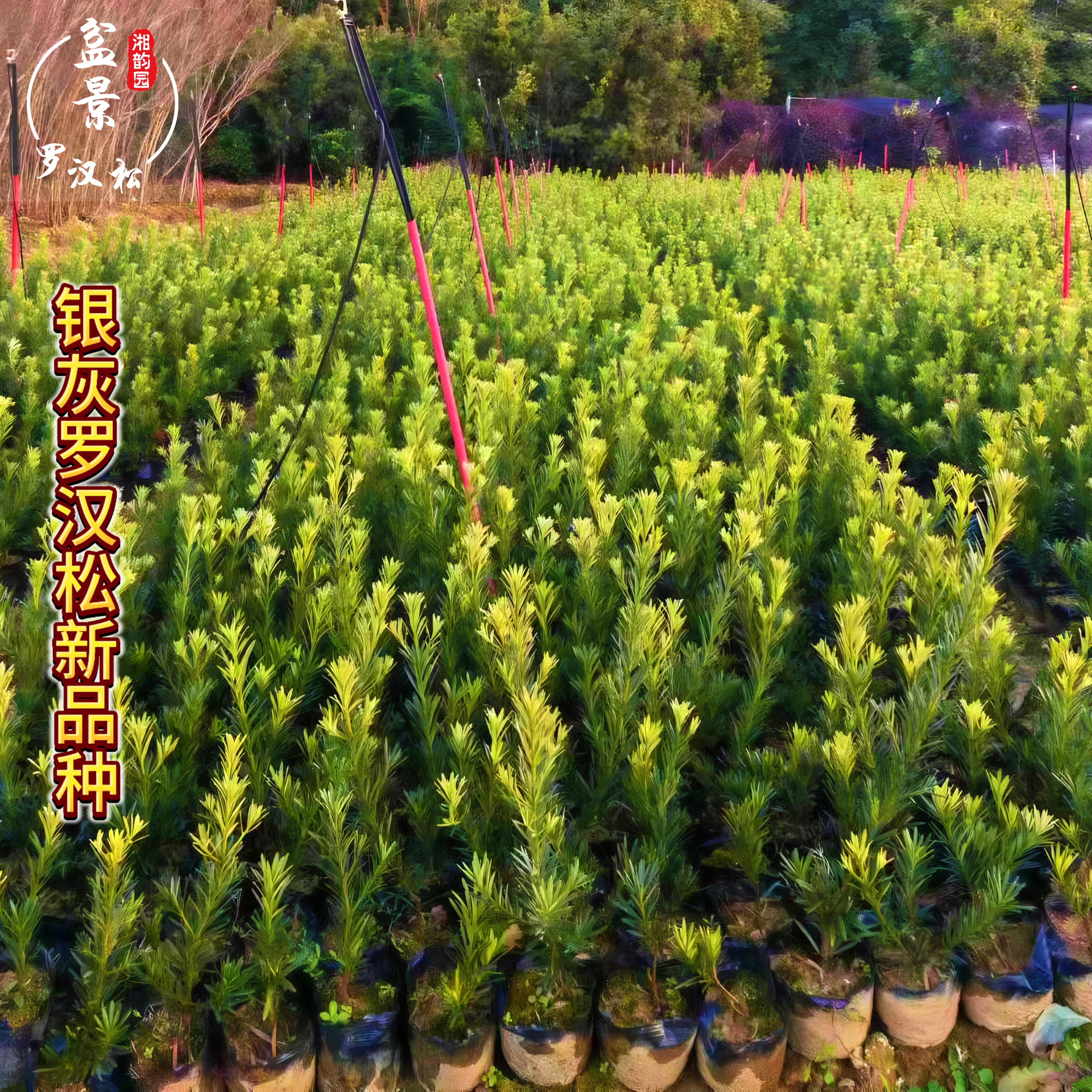 爆款银灰罗汉松树苗四季常绿阳台盆栽庭院绿植新品种原盆原土包邮