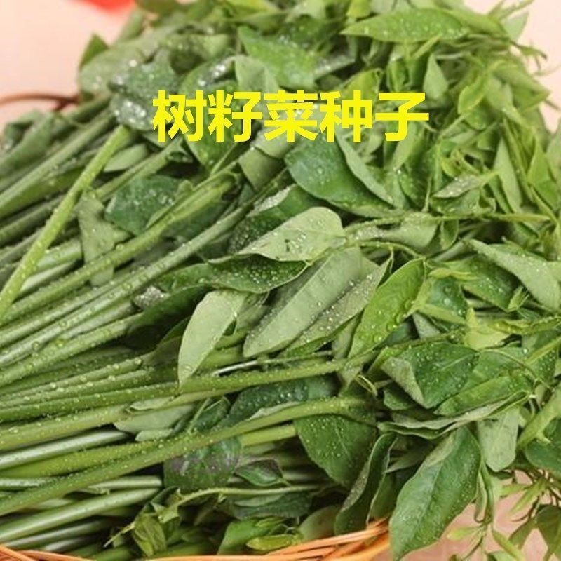 树籽菜种子 五指山野菜