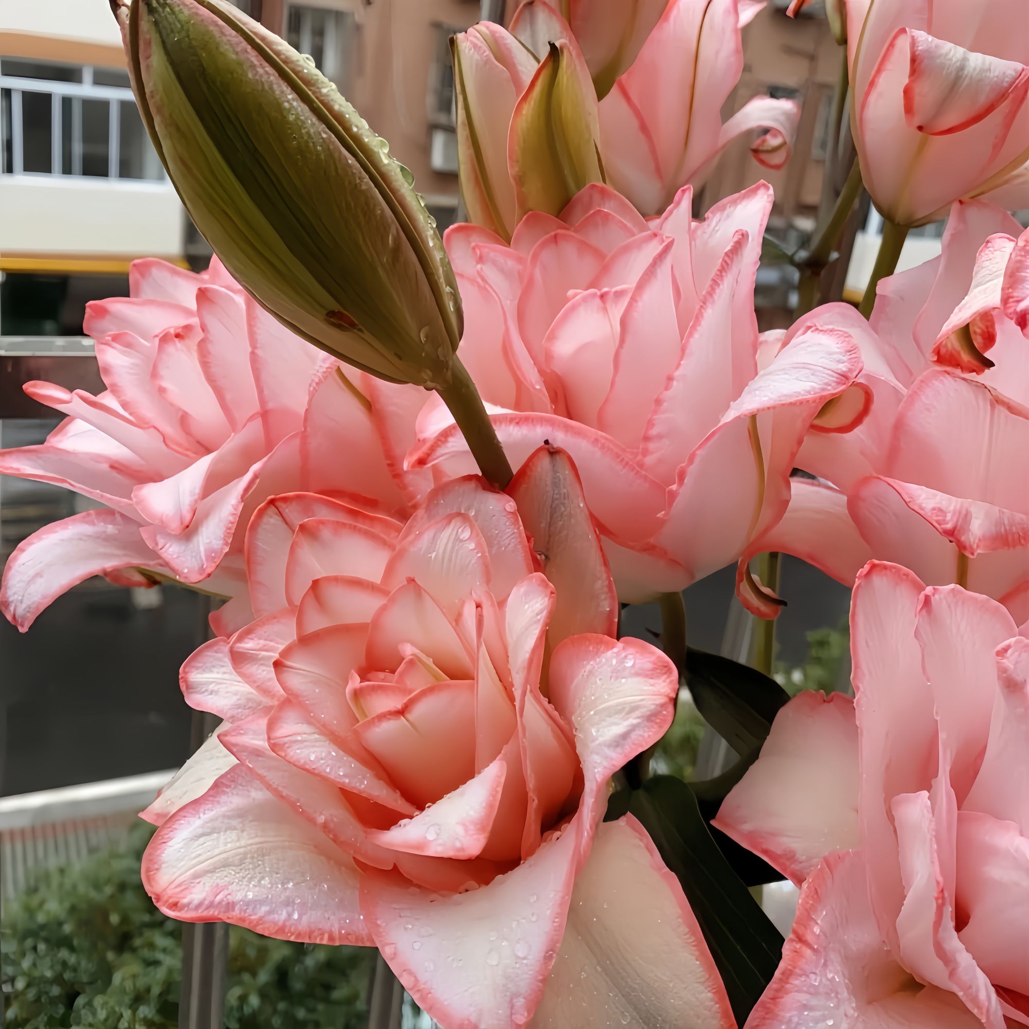 冰美人重瓣百合【养死包赔】重瓣进口种球庭院阳台花卉带根芽浓香型