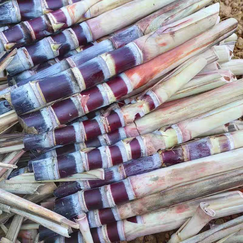 高产黑皮甘蔗水果甘蔗种子皮薄清甜多汁早熟易种南北方可种盆栽