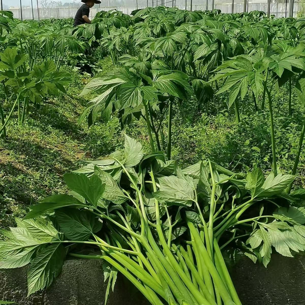 咸草神仙草嫩茎干茎干货可泡茶干蔬菜长寿菜叶养生蔬菜户外种植