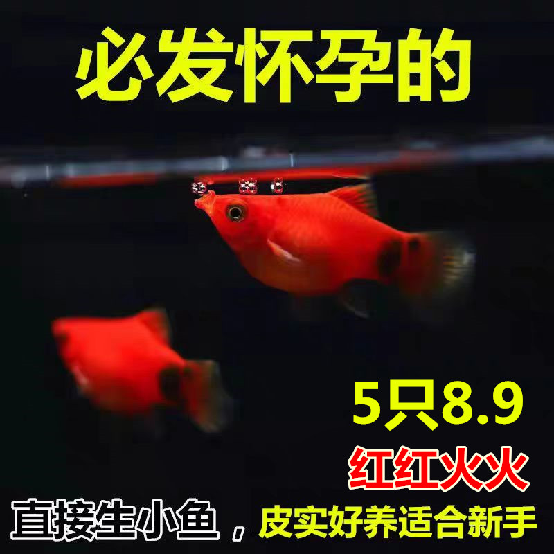 新手养殖红红火火的米奇鱼胎生鱼 小型热带观赏鱼 直接生小鱼包邮