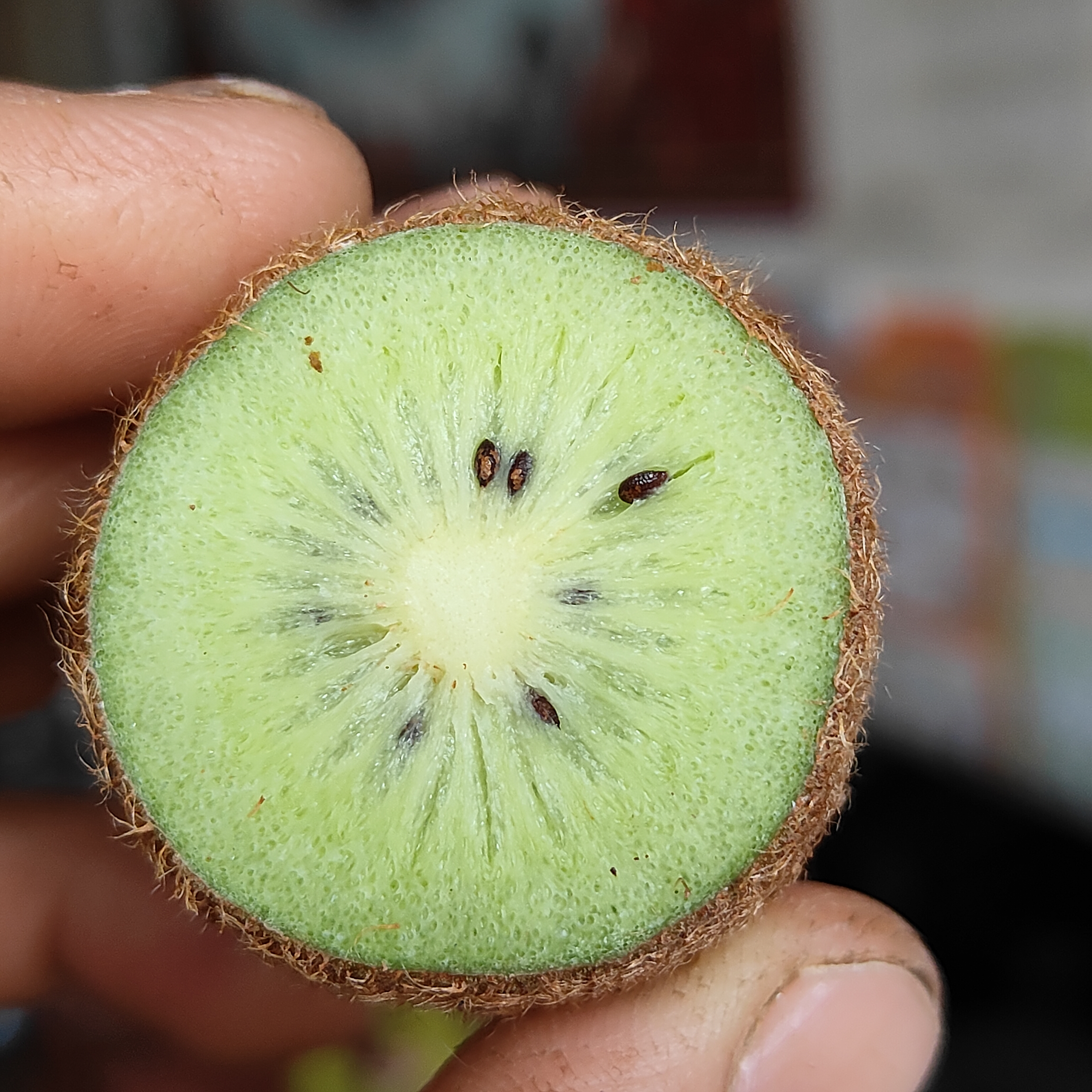 贵州正宗修文猕猴桃贵长猕猴桃当季绿心软糯香甜5/10斤顺丰包邮