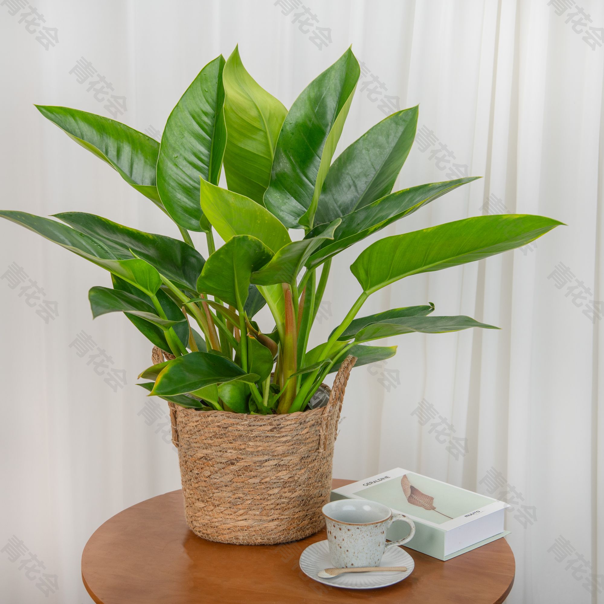 旺宅大王金钻室内绿植盆栽改善空气质量点缀家居环境网红植物