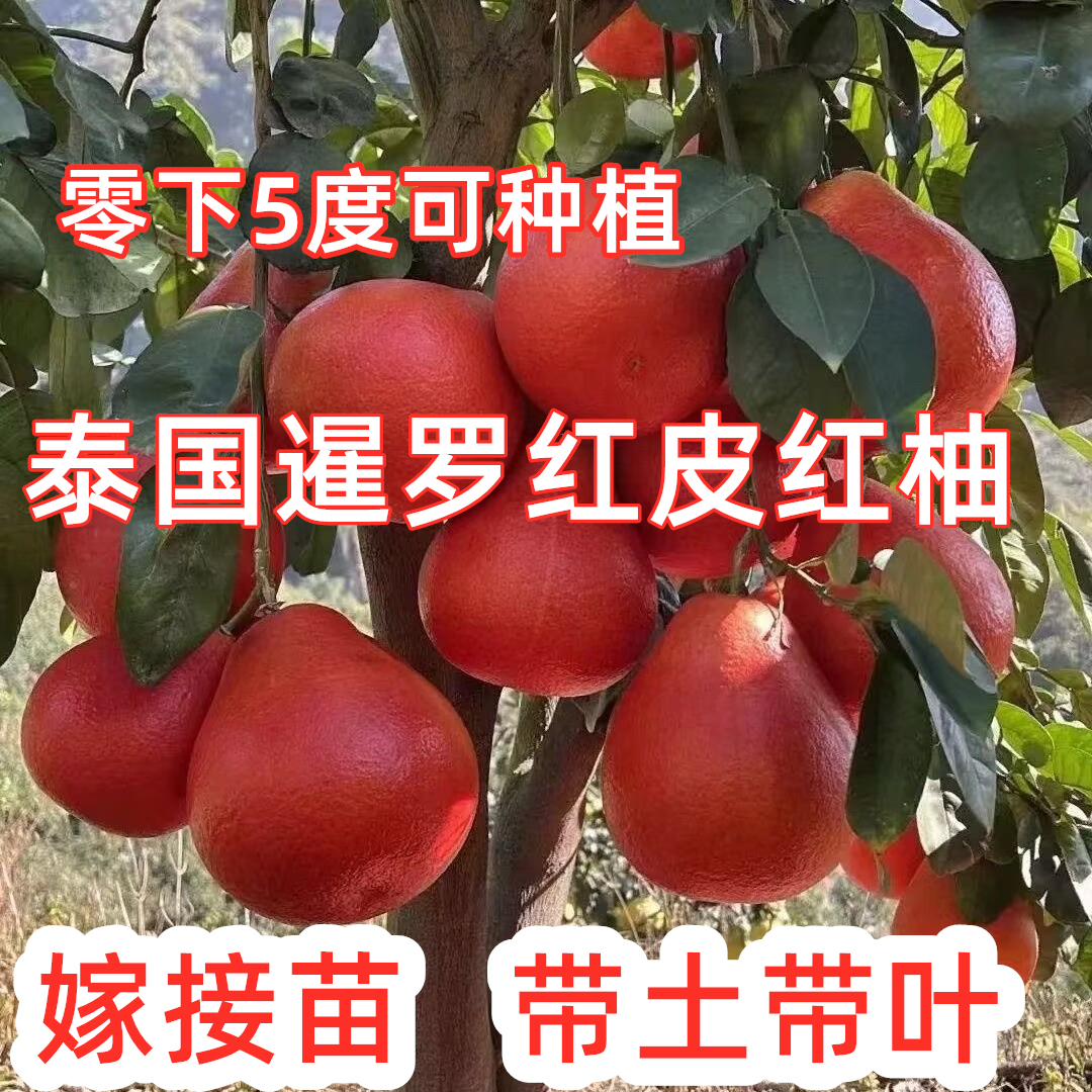 红柚红柚暹罗苗正宗红心红柚新品种树泰国蜜柚柚子正宗红柚子树苗