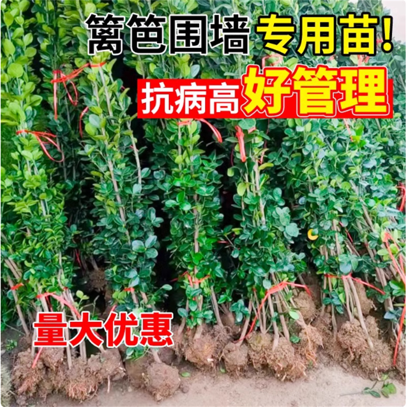 冬青树苗室外绿化植物围墙篱笆苗风景大叶北海道树苗耐寒四季常青