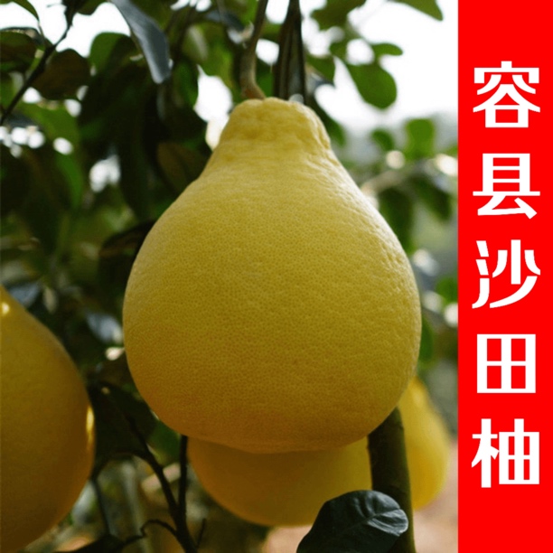 正宗广西容县沙田柚子特产当季现摘新鲜孕妇白肉水果纯甜不酸包邮