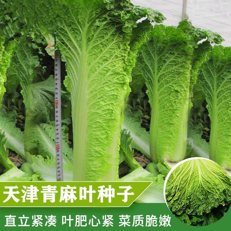 新种天津大青麻绿叶白菜种子秋菜高产抗病直筒大白菜种子老白菜