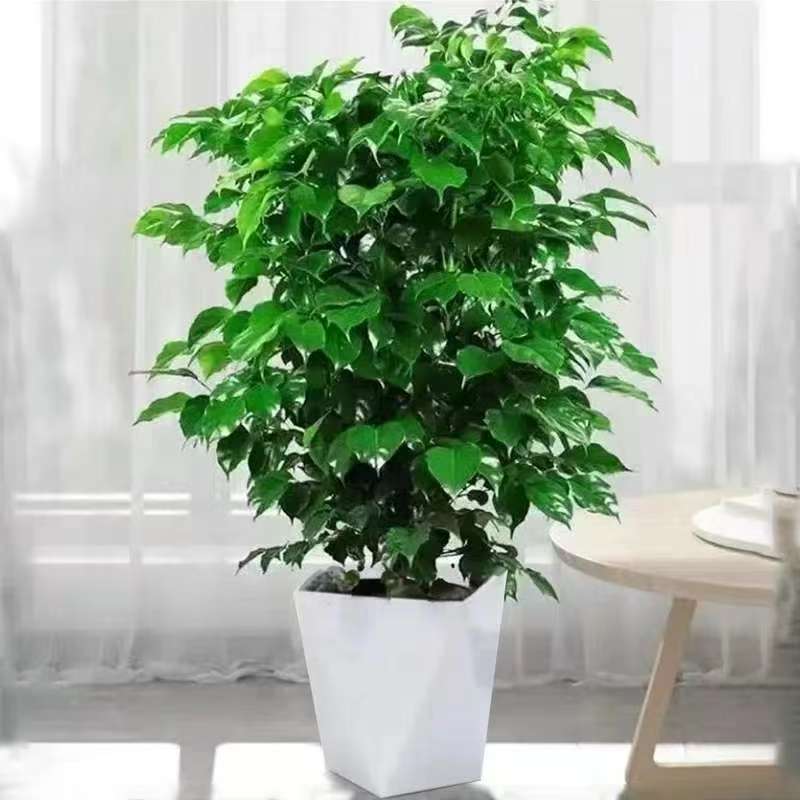 60 - 90cm不砍根丛生幸福树室内观叶绿植净化空气四季常青