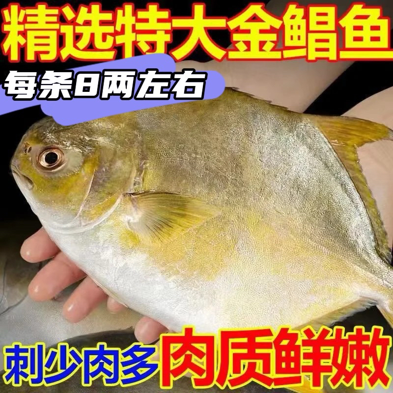 大号海捕金鲳鱼5条 每条鱼8两左右的 顺风包邮