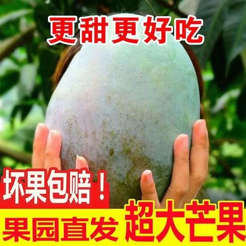 【催熟食用】攀枝花凯特芒果现摘新鲜应季水果香甜酸甜多汁核薄肉厚