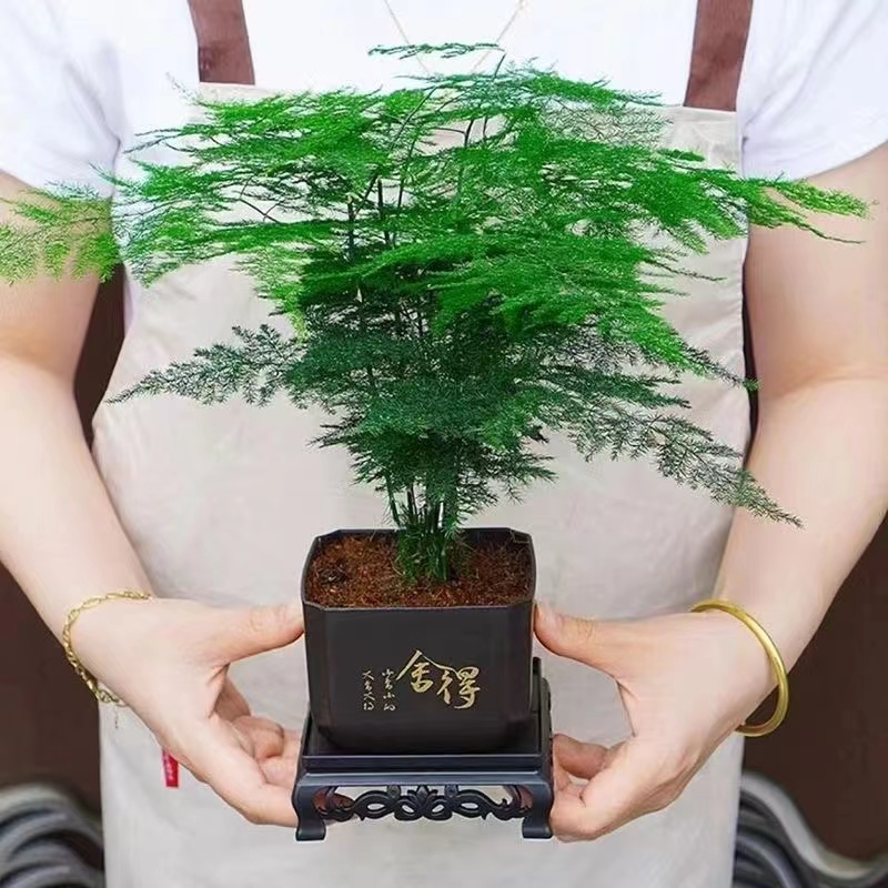 【6.5一整套】国风文竹盆栽室内书房桌面客厅植物好养盆景四季常青