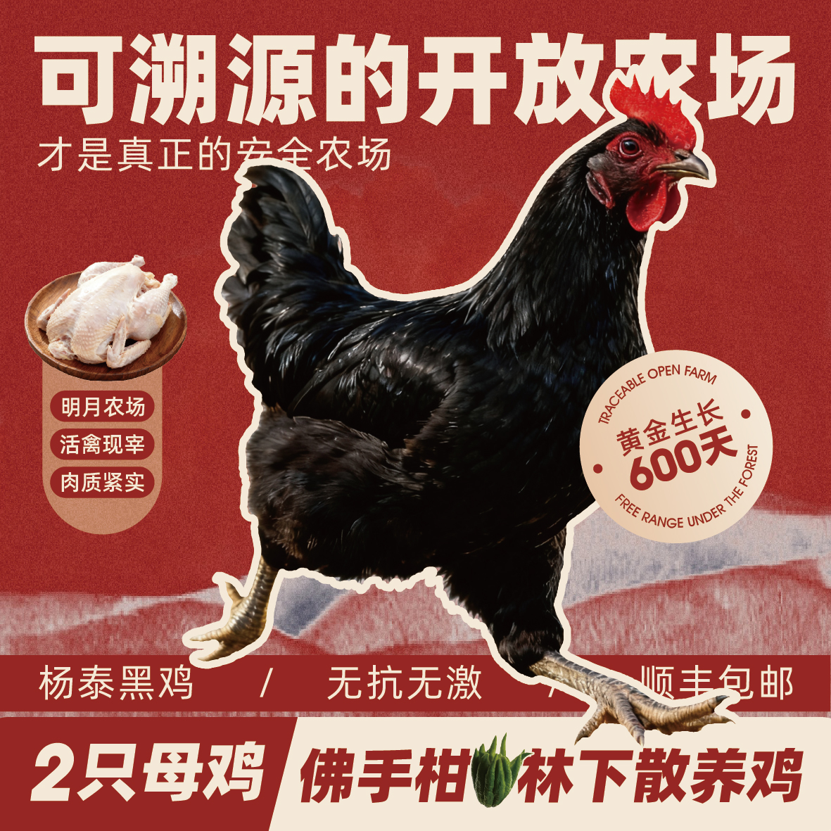 明月农场 | 散养600天杨泰黑鸡【两只装】
