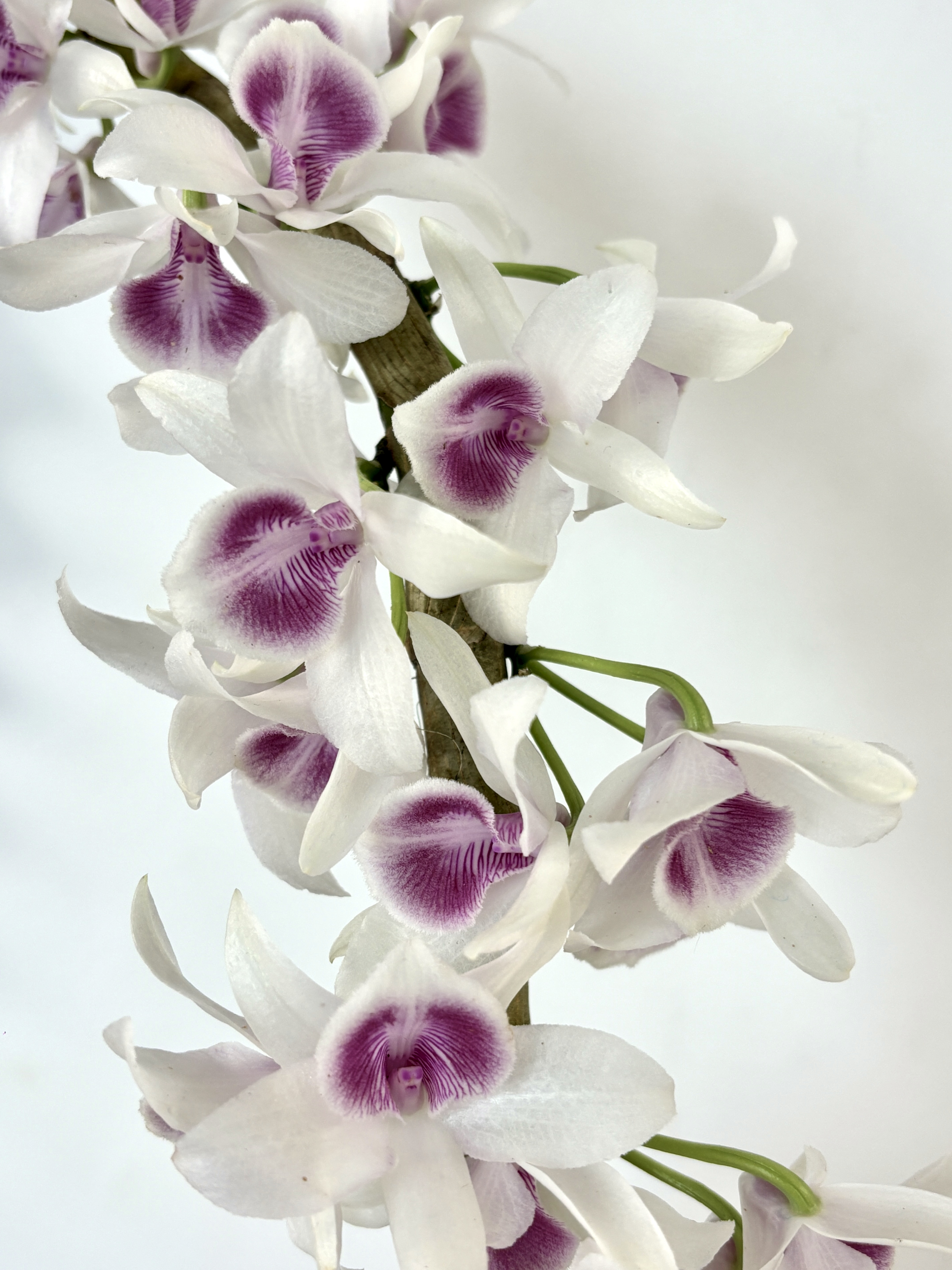 半白天麝石斛 个体变异花色 稀少珍贵品种 浓香 花期长（板植1根）