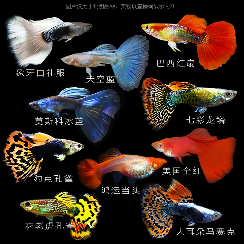 全家福孔雀鱼热带小型淡水好养耐活适合新手繁殖观赏鱼