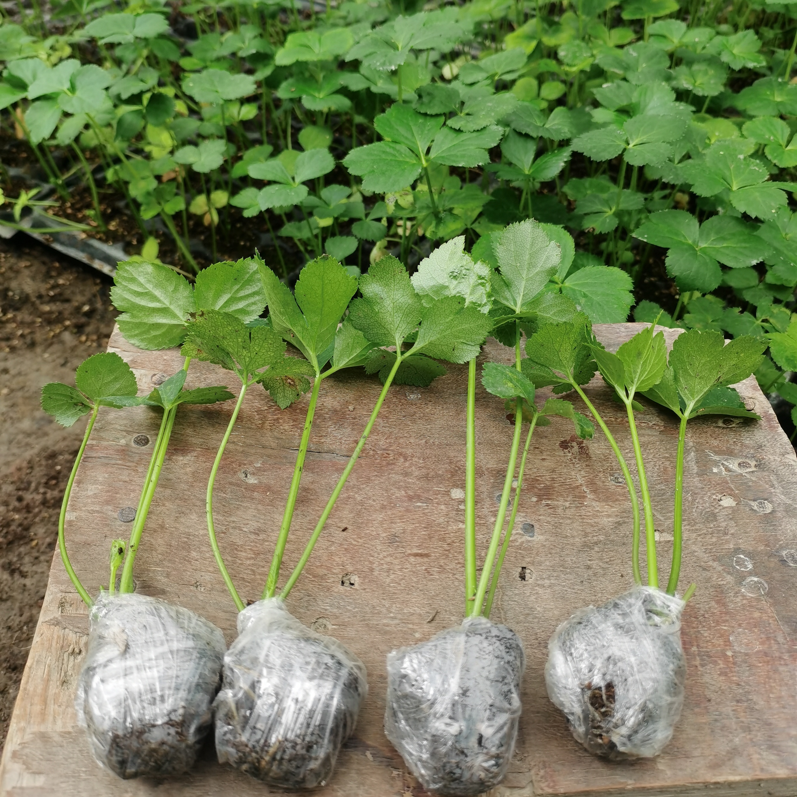 咸草王长寿草小苗四季可种长寿菜阳台庭院盆栽地栽种植秧苗