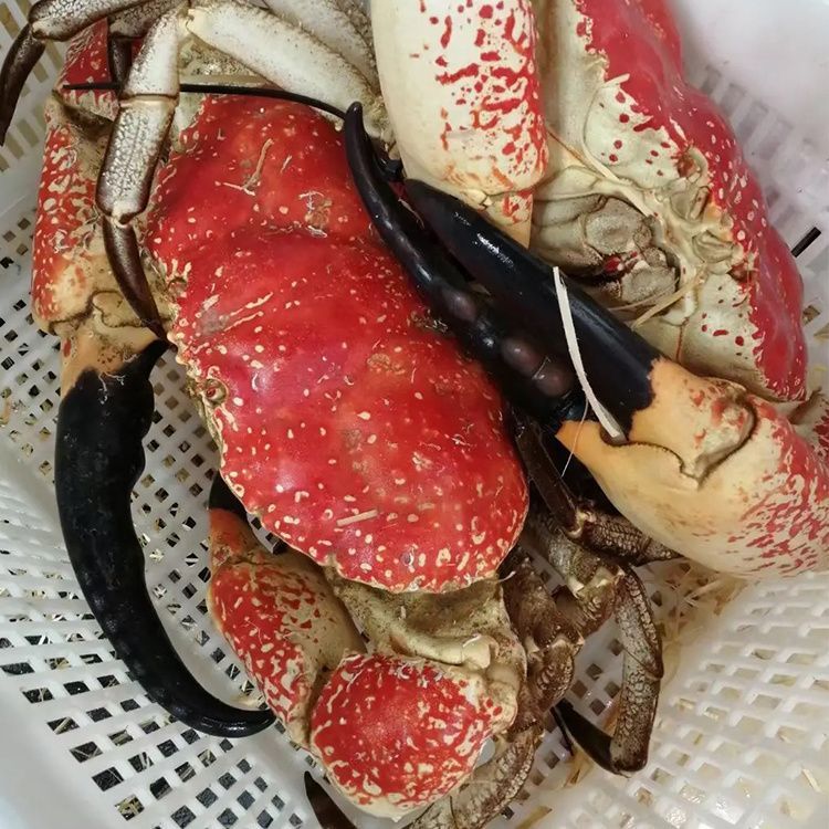 鲜活澳洲皇帝蟹巨型螃蟹超大5-21斤特大帝皇蟹活体网红蟹海鲜水产