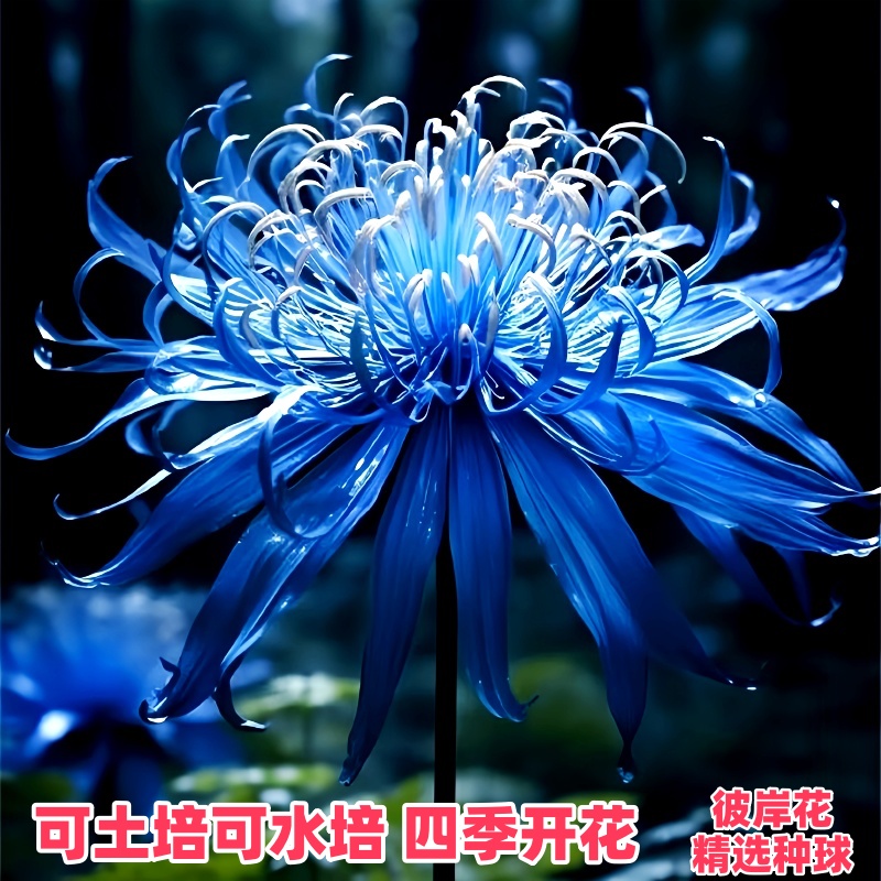 彼岸花种球根石蒜多年生曼珠沙华四季开花卉盆栽地栽庭院水培土培