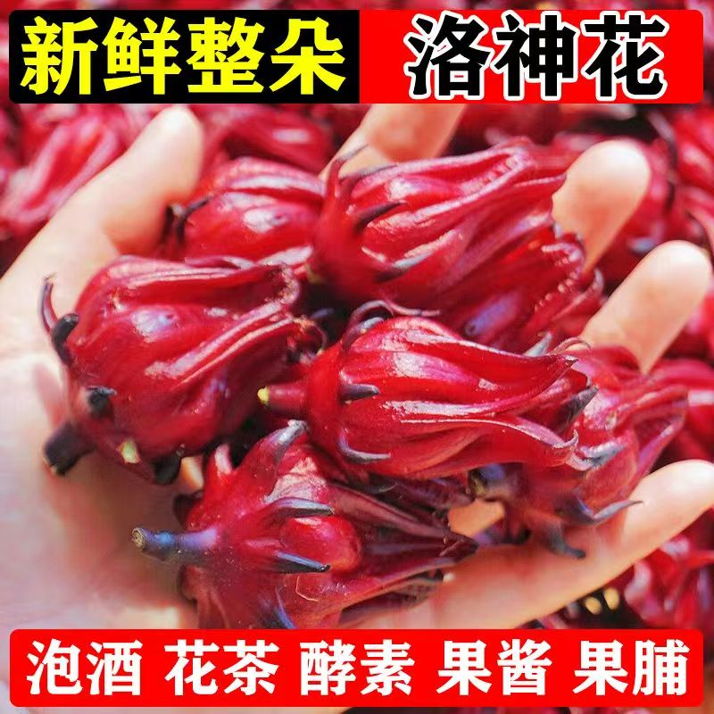正宗食用洛神花 红桃K 玫瑰茄带土 泡酒泡茶家庭阳台盆栽地栽皆可