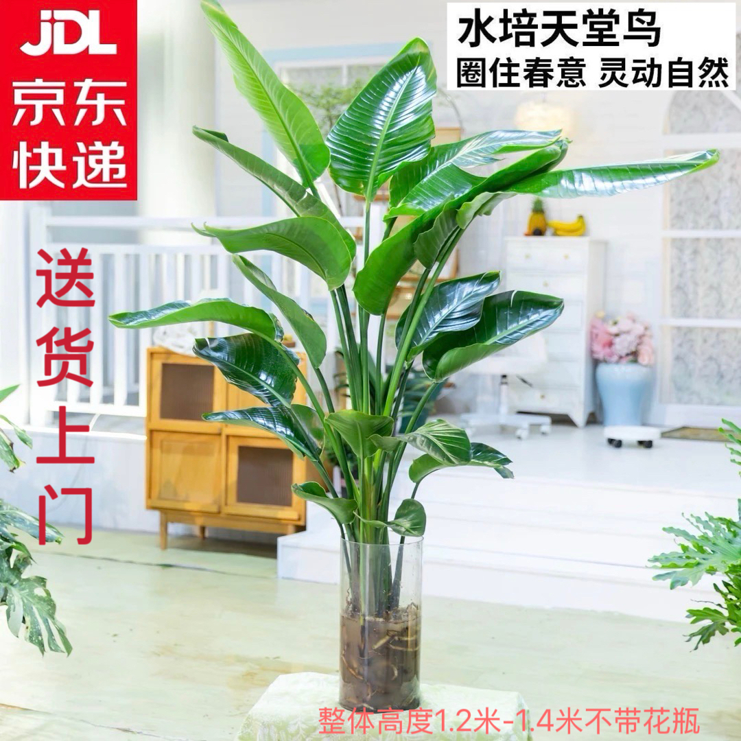 京东发货【加大加1.2-1.4米天堂鸟】买一送一到手两株苗净化空气