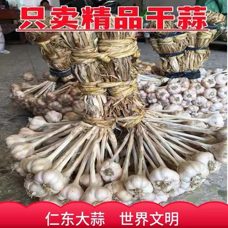 广西玉林仁东香蒜硬苗蒜新鲜大蒜头干蒜硬叶蒜种子蒜苗种子小香蒜