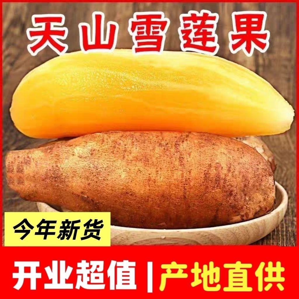 脆甜多汁 雪莲果云南天山雪莲果现挖脆甜多汁应季水果5斤9斤