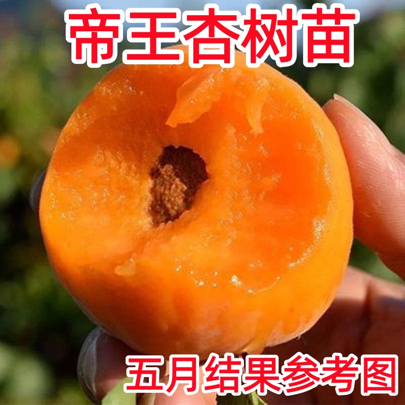 嫁接特大帝王杏树苗甜杏苗特大巨蜜王杏子苗果树苗南北方四季种植