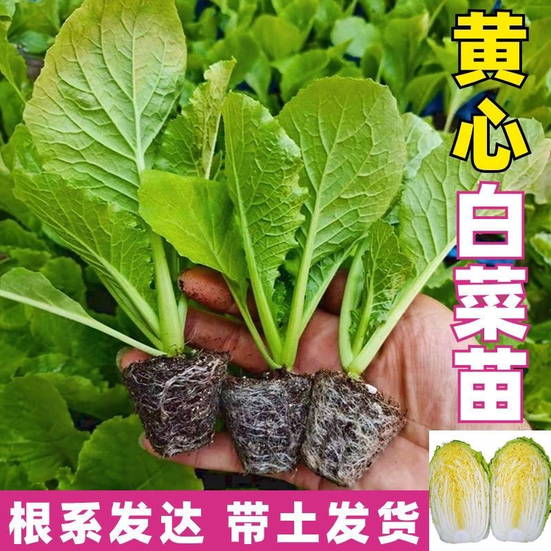 金黄小秋黄心大白菜秧苗绿叶早熟高产耐贮适合秋季种植