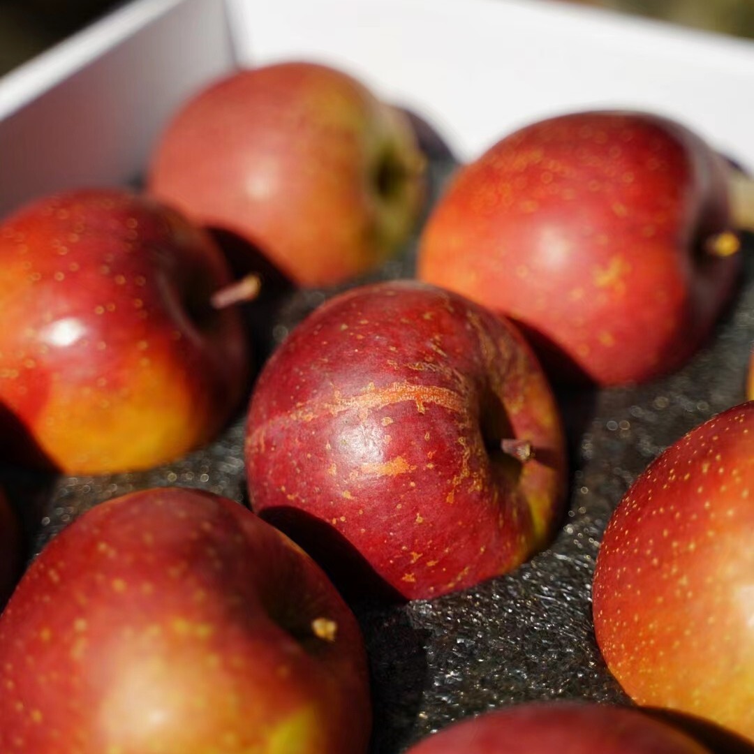 云南高山太阳纹糖心苹果苹果糖心高达80%新鲜高山脆甜多汁顺丰发