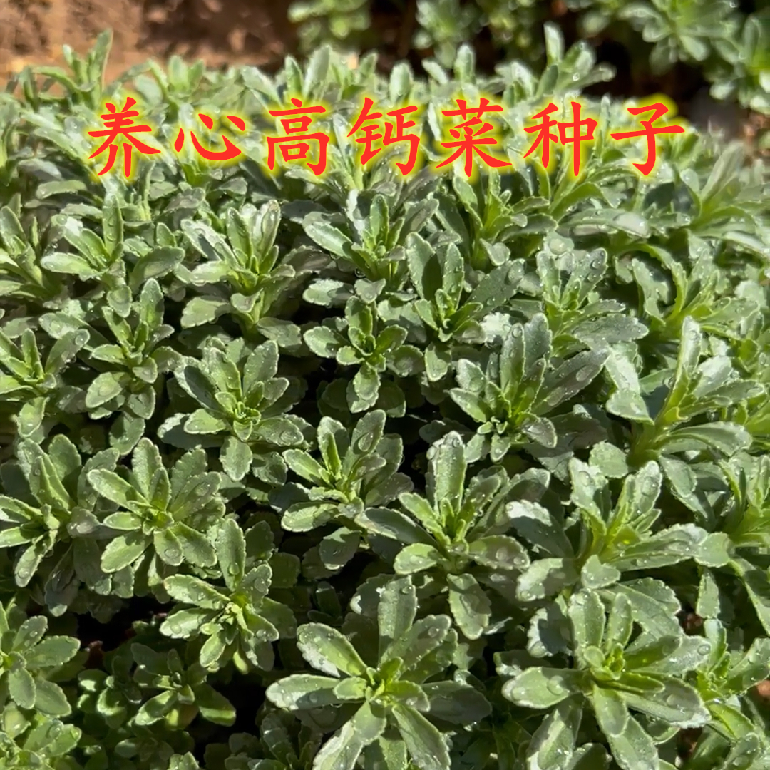 养心菜种子 简单高钙菜种子多年生易种植新手种