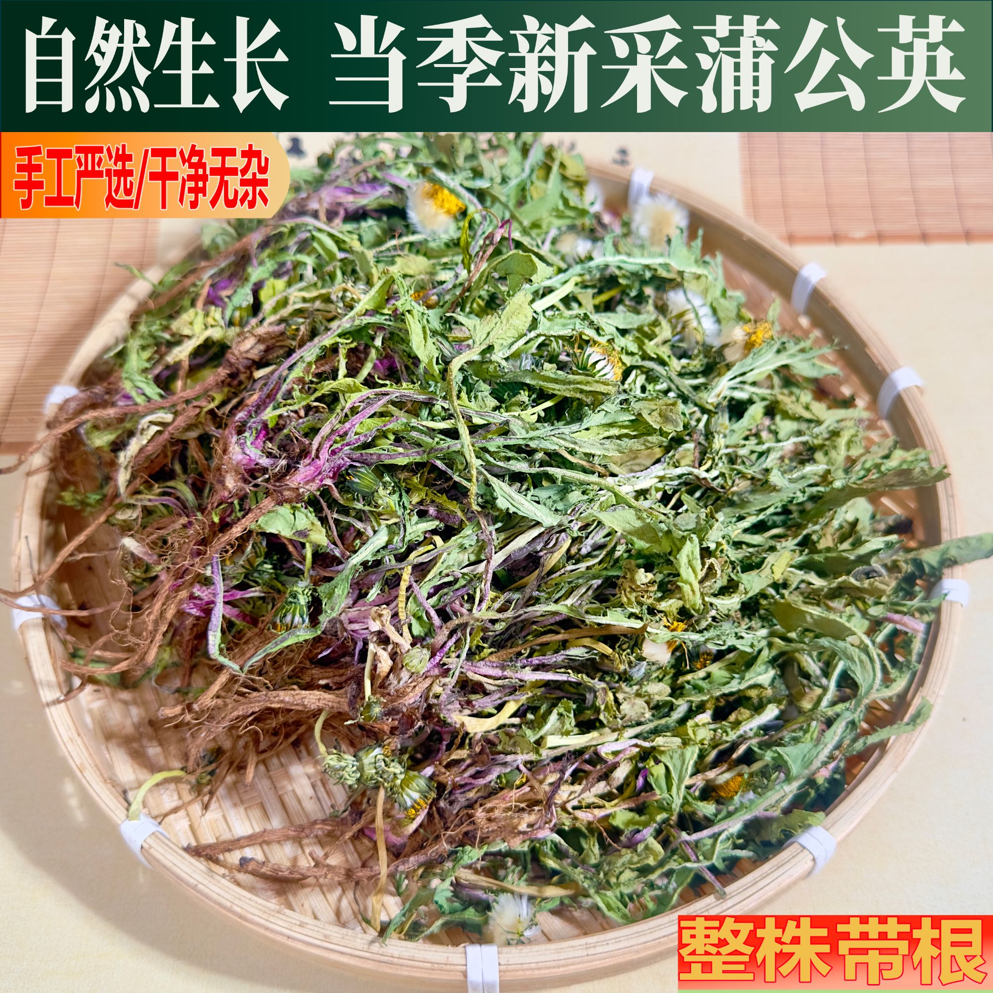 今年新鲜晾晒蒲公英茶农家古法制作整株带根泡茶煮水婆婆丁